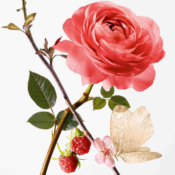  Goutal Rose Pompon Eau De Parfum 50ml 