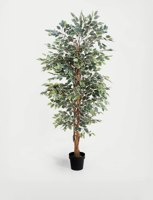  Blooming Artificial 5ft Artificial Ficus Tree Green Mix 
