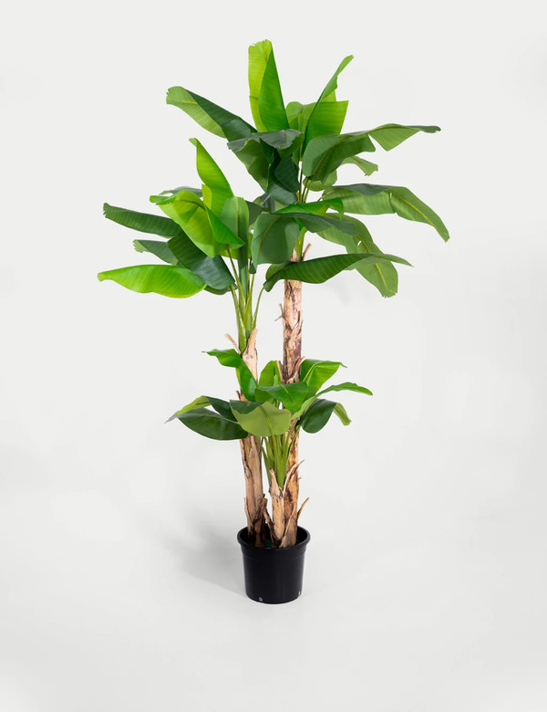  Blooming Artificial 8ft Artificial Musa Basjoo Tree In Pot Green 